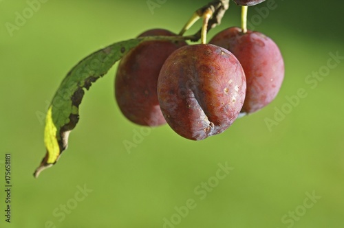 Organic plums, unsprayed photo