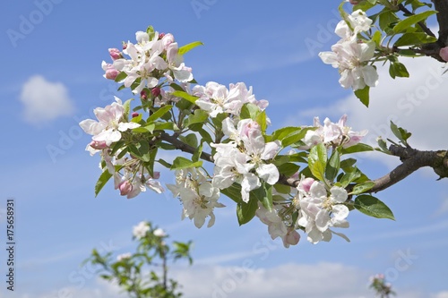Apple blossoms, Altes Land fruit-growing region, Lower Saxony, Germany, Europe