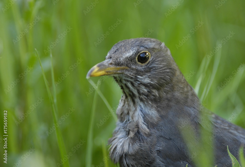 Fototapeta premium Common Blacbird (Turdus merula) female