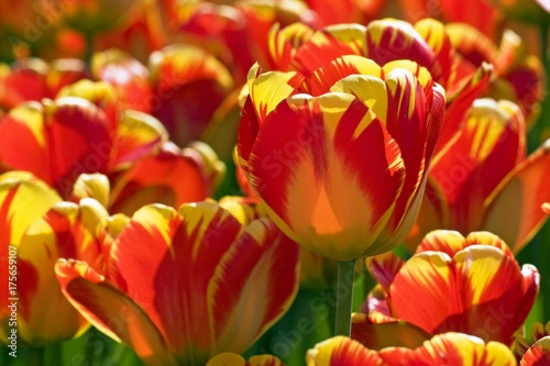 Red-yellow Darwin-Hybrid-Tulips  Tulipa cultivar   species Banja Laka