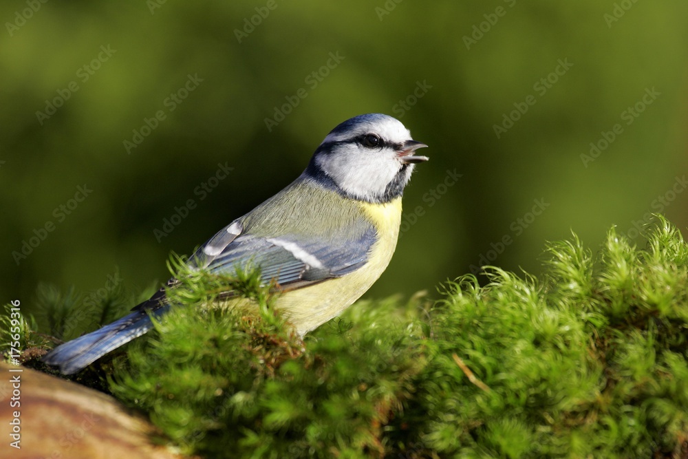 Blue tit - tits - nun - tomtit (Parus caeruleus) (Cyanistes caeruleus) Blue tit - tits - nun - tomtit (Parus caeruleus) (Cyanistes caeruleus)