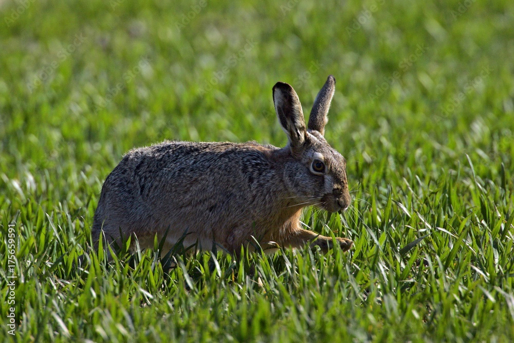 Fototapeta premium European hare (Lepus europaeus)