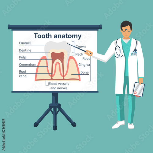 Tooth anatomy on board. Doctor dentist pointing tooth structure. Healthcare stomatology. Vector illustration flat design. Isolated on background.  Medical infographics.