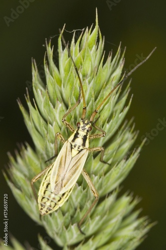 Grass Bug (Leptopterna dolabrata) photo