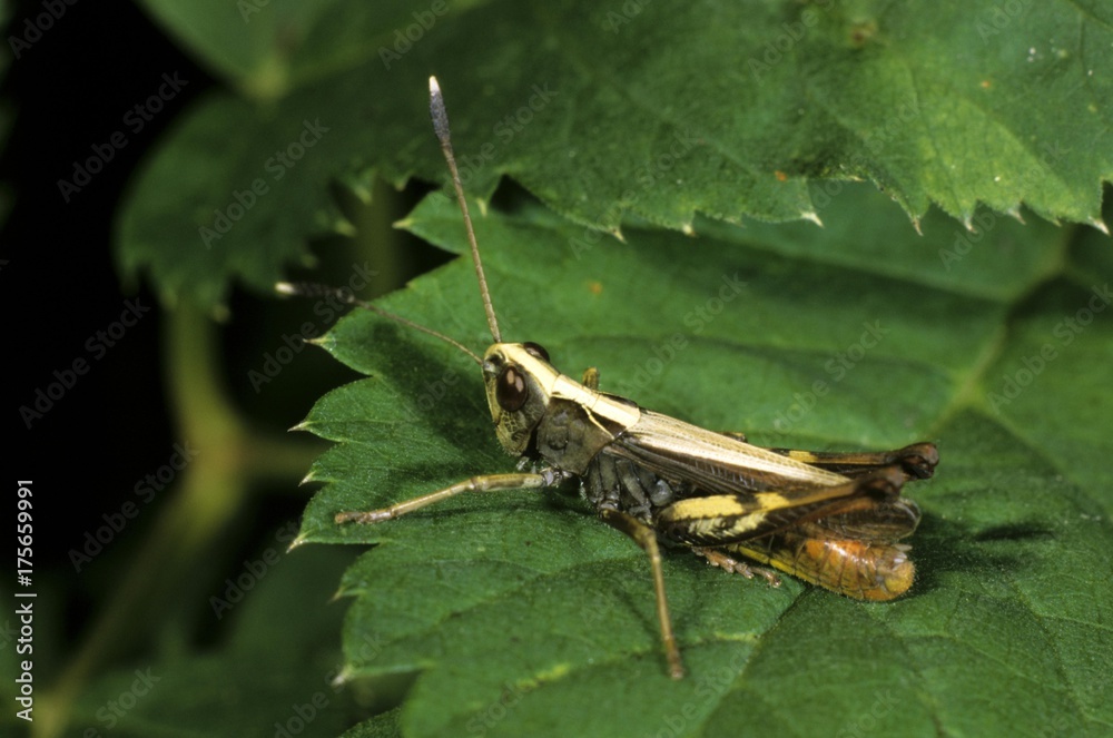 Male Rufous Grasshopper (Gomphocerus rufus) perched on a green leaf Male Rufous Grasshopper (Gomphocerus rufus) perched on a green leaf