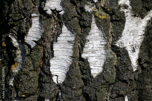 Foto European white birch - silver birch - bark of an old birch (Betula pendula)