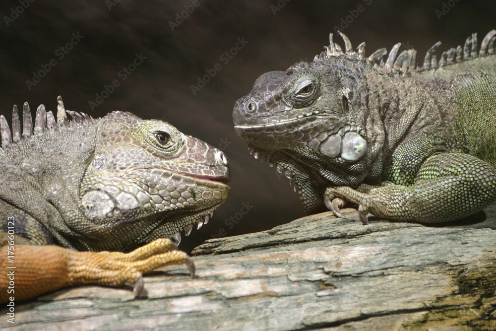 Two Green Iguanas (Iguana iguana), Duisburg Zoo, North Rhine-Westphalia, Germany, Europe