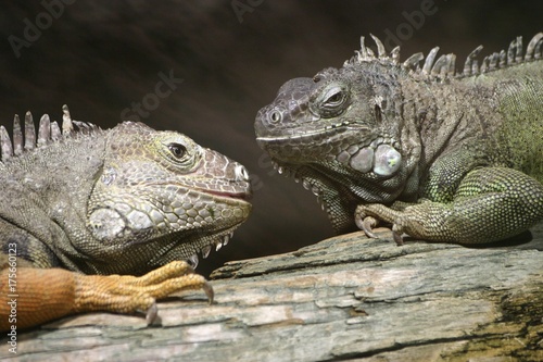 Two Green Iguanas  Iguana iguana   Duisburg Zoo  North Rhine-Westphalia  Germany  Europe