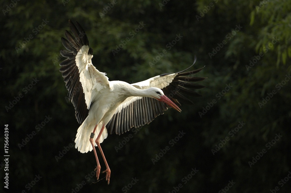 Obraz premium Flying White Stork (ciconia ciconia)