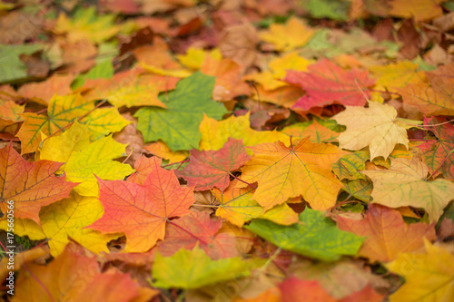 Bright and colourful fall autumn maple leaves closeup