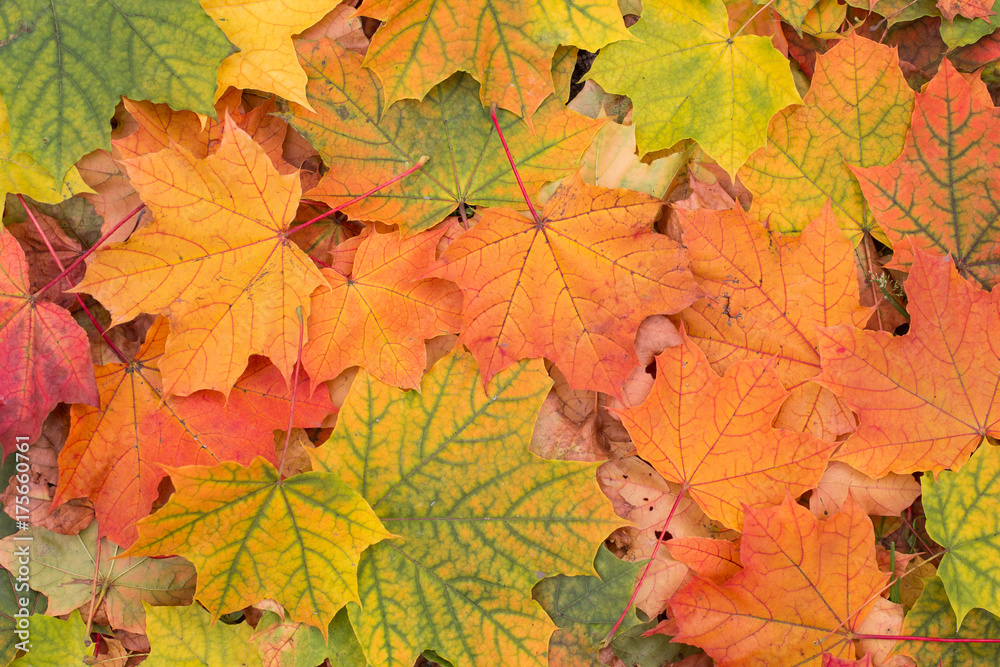 Autumn colorful fall maple leaves background closeup