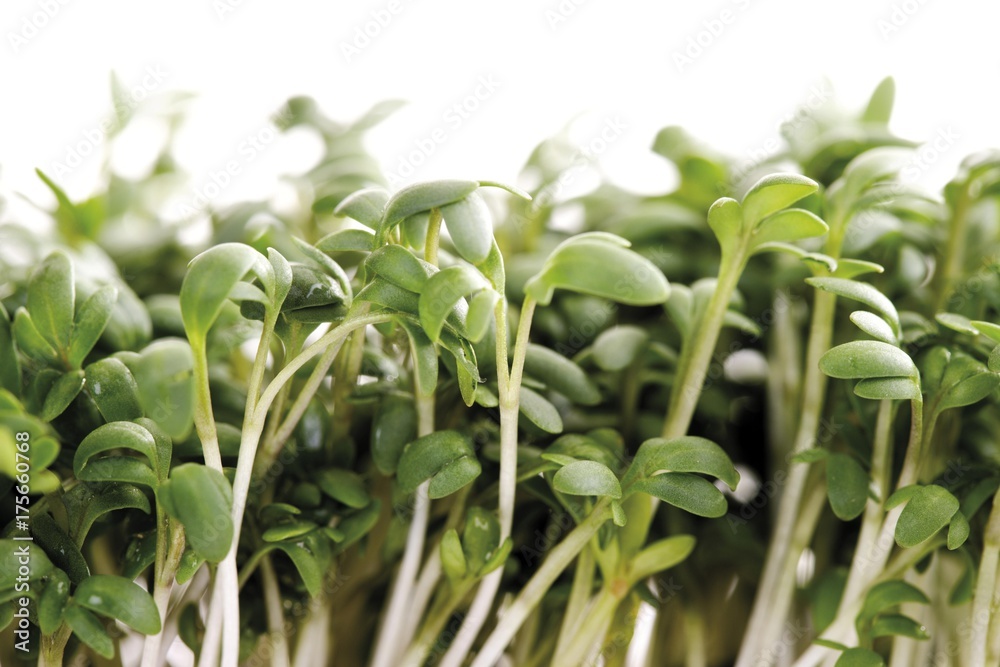 Garden Cress or Pepper Grass (Lepidium sativum) Garden Cress or Pepper Grass (Lepidium sativum)