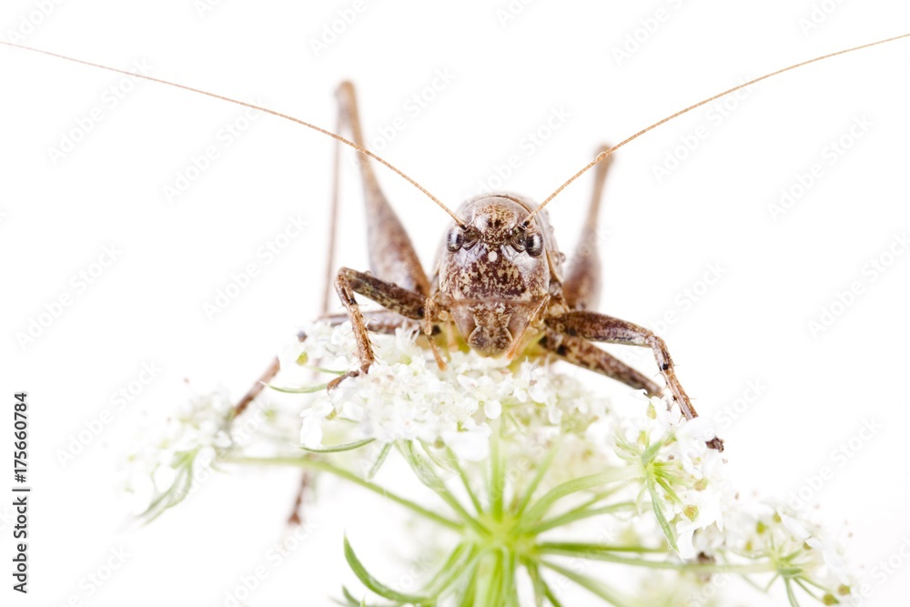 Dark Bush Cricket (Pholidoptera griseoaptera) Dark Bush Cricket (Pholidoptera griseoaptera)