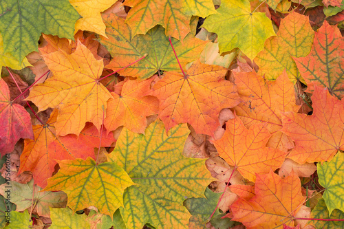 Autumn colorful fall maple leaves background closeup