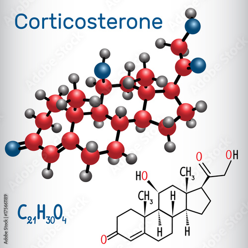 Corticosterone (steroid hormone) - structural chemical formula and molecule model