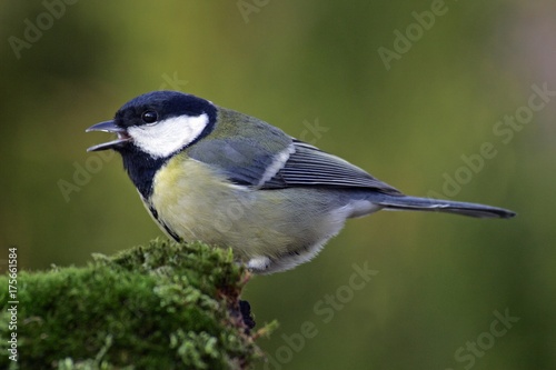Great tit - tits (Parus major)