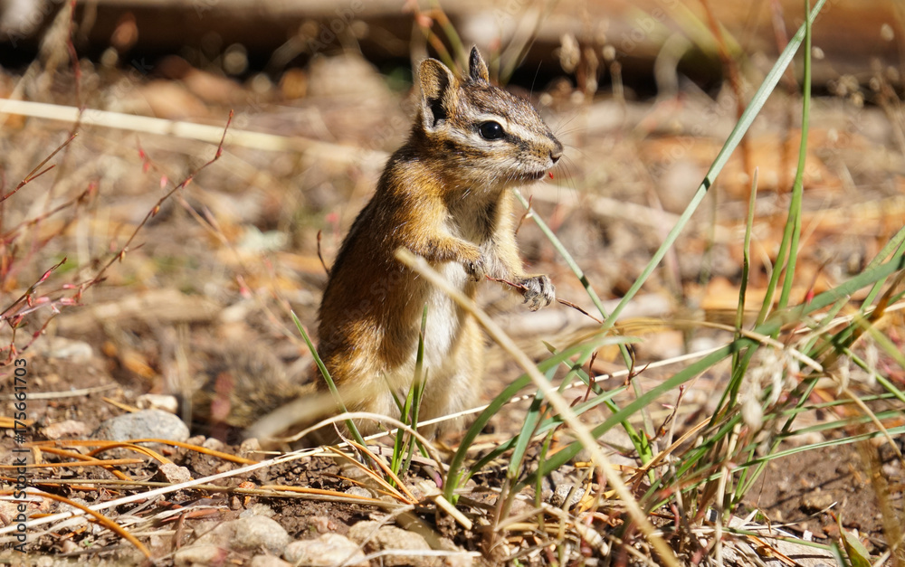 Fototapeta premium A Cute Little Chipmunk Having Lunch