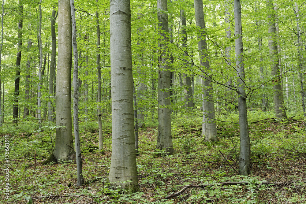 Beech forest, Gangolfsberg, Rhoen, Franconia, Bavaria, Germany, Europe Beech forest, Gangolfsberg, Rhoen, Franconia, Bavaria, Germany, Europe