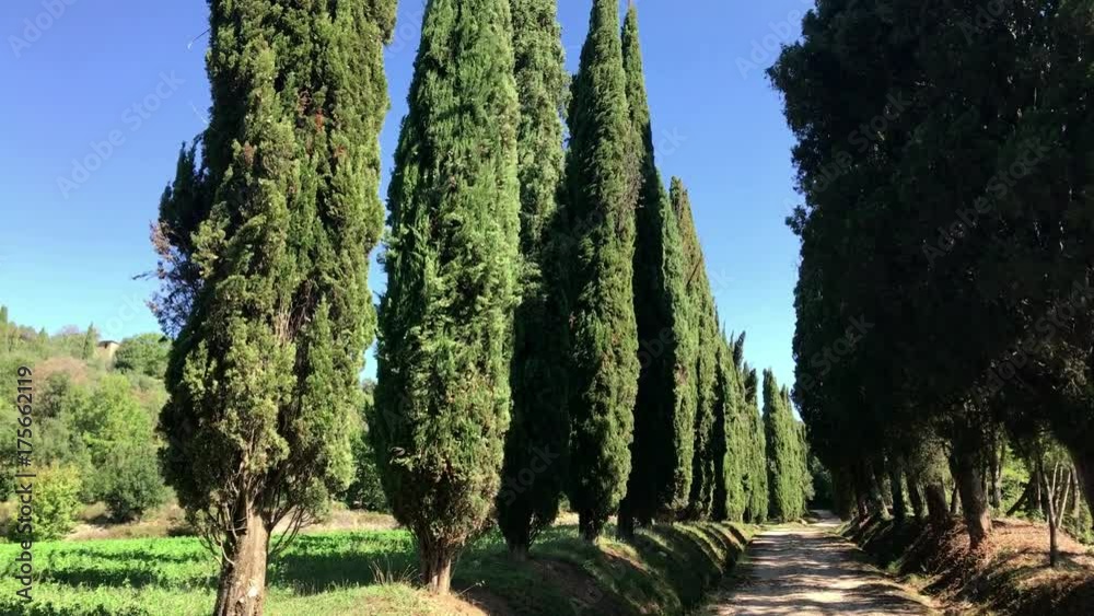 Typical country road in Tuscany lined with cypress trees