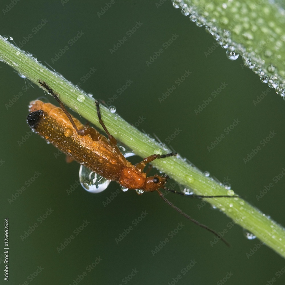 Fototapeta premium Common Red Soldier Beetle (Rhagonycha fulva) on a blade of grass