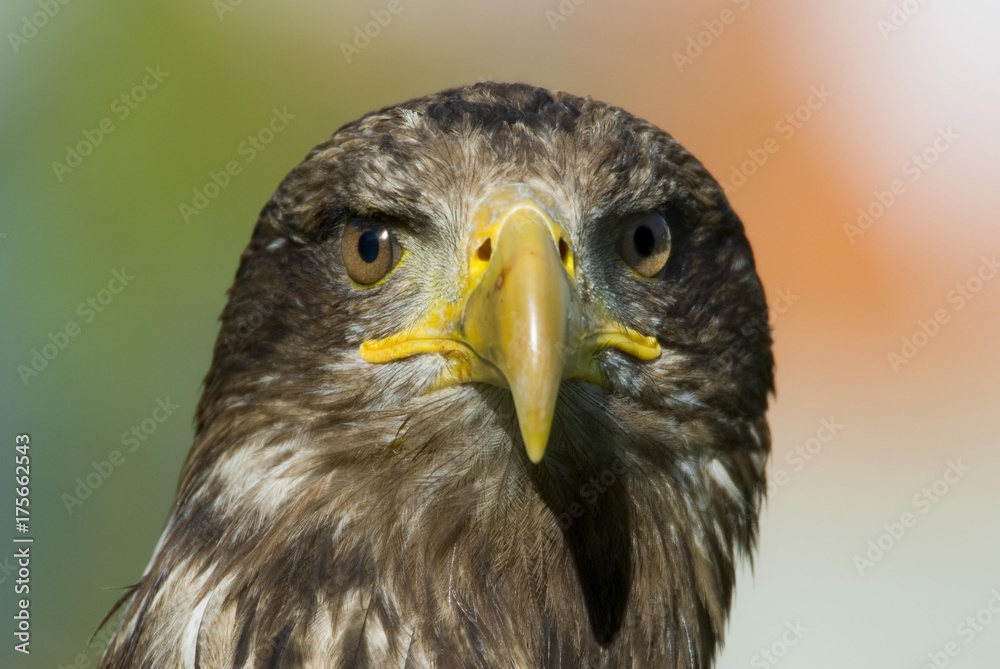 Eagle, Haliaeetus albicilla Eagle, Haliaeetus albicilla