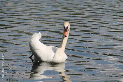 swan