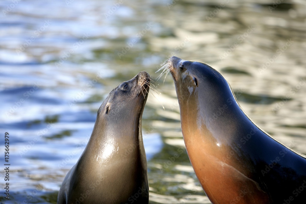 Fototapeta premium Two Seals (Pinnipedia) in love