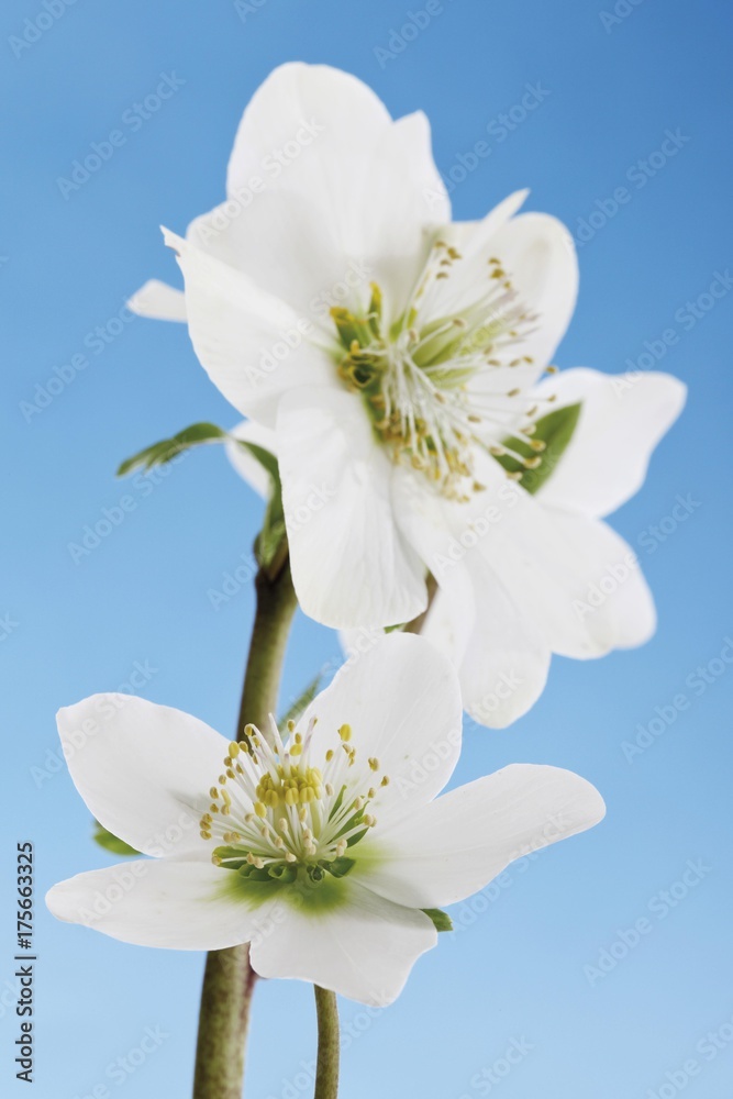 Obraz premium Christmas Rose (Helleborus niger)