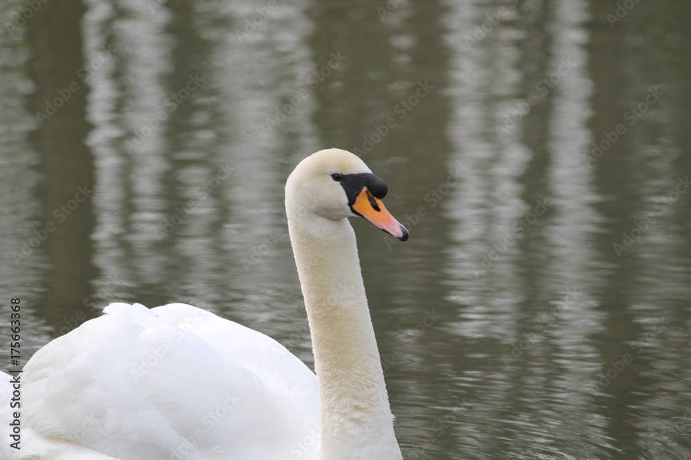 swan swan