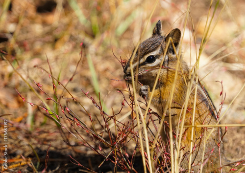 A Small Chipmunk Enjoying an Afternoon Snack