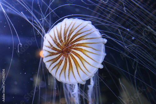 nausicaa photo