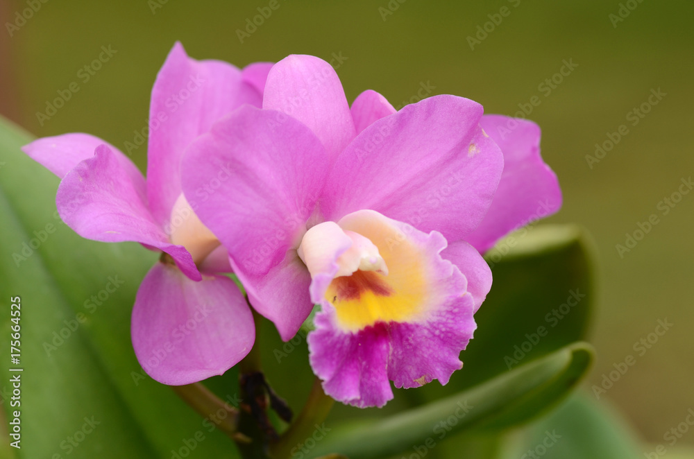 Obraz premium Orchid.