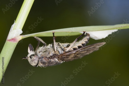 Dark Giant Horsefly (Tabanus sudeticus) laying eggs photo