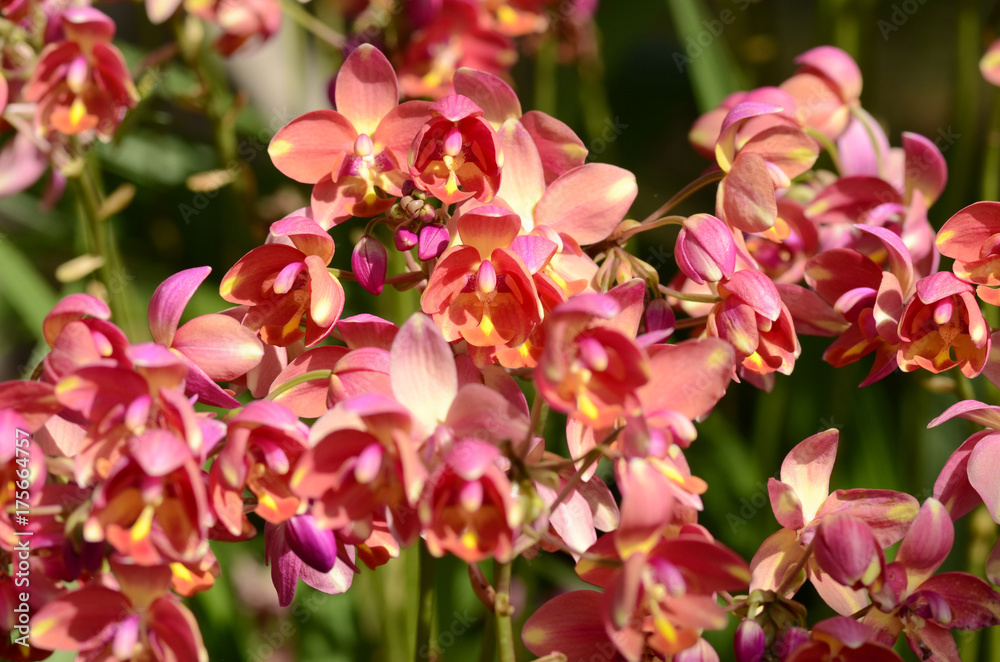 Obraz premium Orchid.