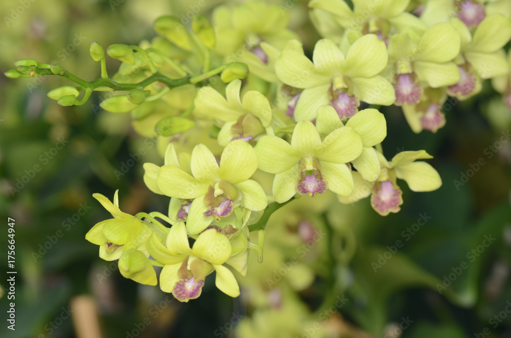 Orchid. Orchid.
