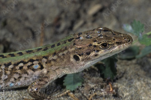 Italian Wall Lizard, portrait of a male