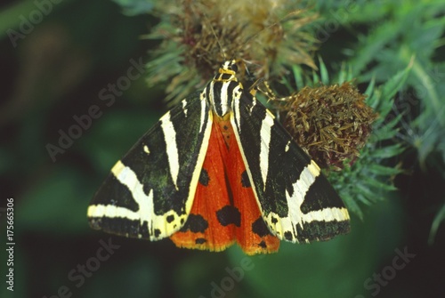 Jersey tiger moth (Panaxia quadripunctaria) photo
