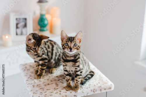 bengal cats babys leopard kitten
