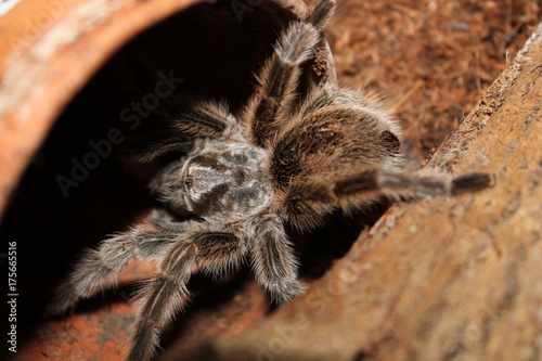 grammostola rosea