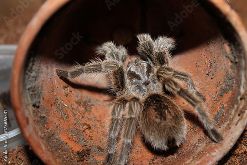 grammostola rosea