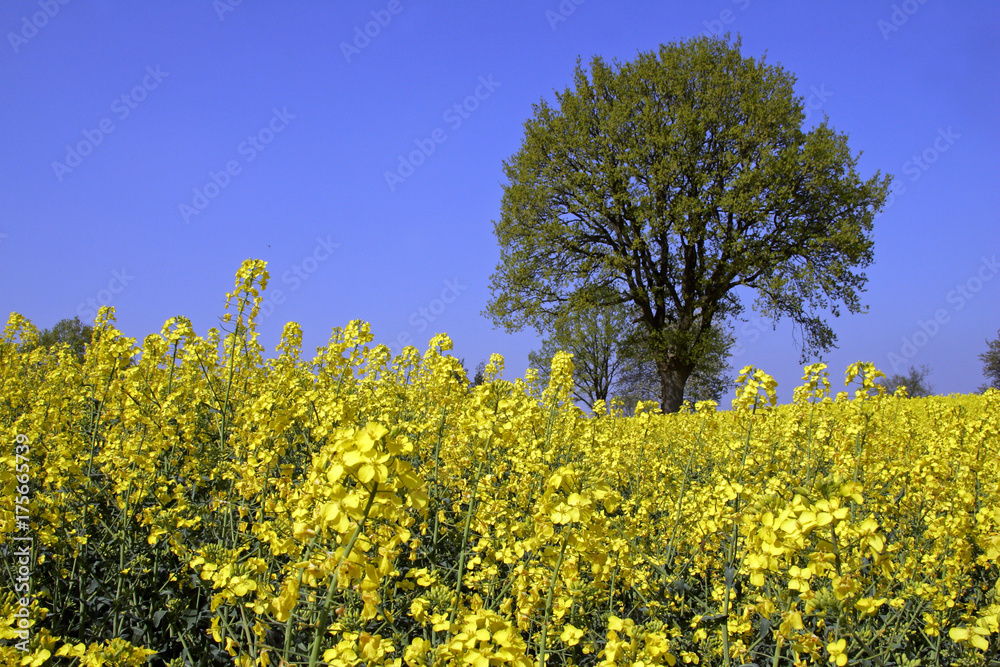 English oaks in a flowering rape field - pedunculate oak (Quercus robur) (Brassica napus) - Schleswig-Holstein, Germany, Europe English oaks in a flowering rape field - pedunculate oak (Quercus robur) (Brassica napus) - Schleswig-Holstein, Germany, Europe
