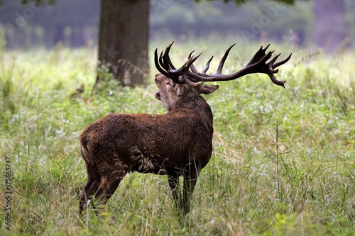 Belling red stag during the rut - red deer in heat - male  Cervus elaphus 