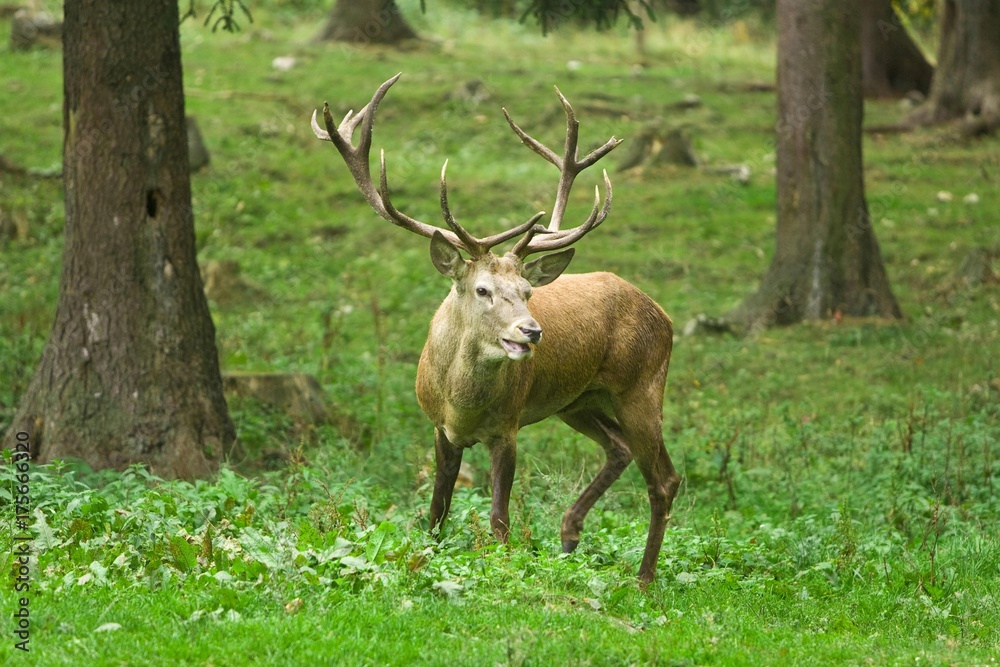 Obraz premium Red deer (Cervus elephus)