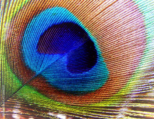 Close-up of a peacock feather © Robin Keefe