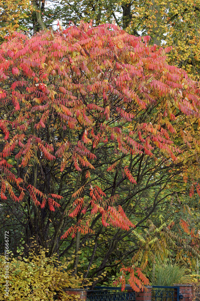 Stags horn sumach in autumn (Rhus typhina) (Rhus hirta)