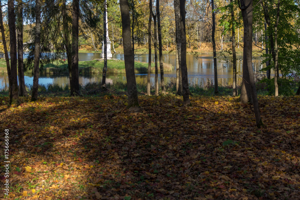 Autumn trees near the puddle during fall