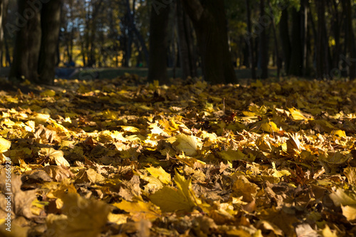 Wallpaper Mural Yellow leaves on the maple during autumn Torontodigital.ca
