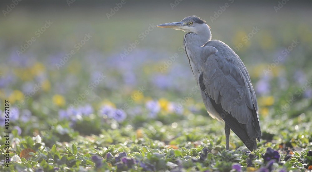 Fototapeta premium Grey Heron (Ardea cinerea) in bed of flowers