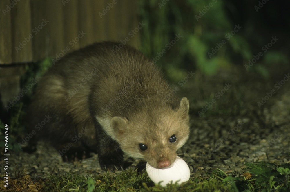 Beech Marten, Martes foina, with stolen hen's egg Beech Marten, Martes foina, with stolen hen's egg