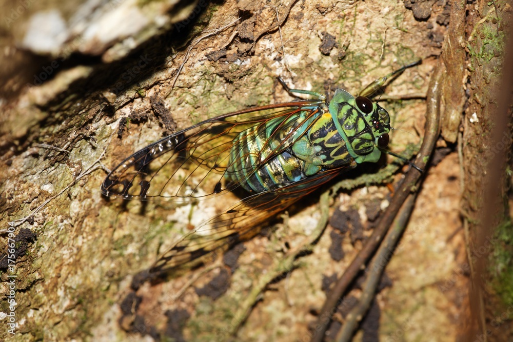 Green cicade, cicada, Costa Rica, Central America Green cicade, cicada, Costa Rica, Central America